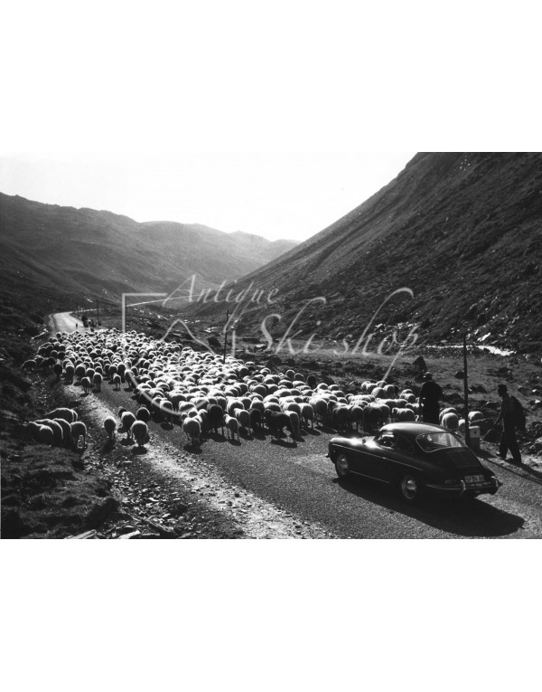 Vintage Car Photo - "Alpine Traffic"